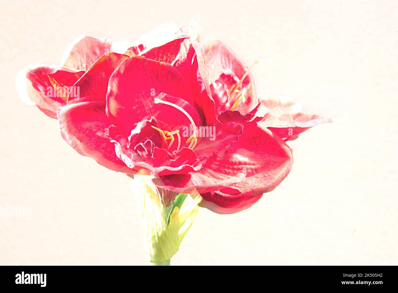 Amaryllis rote Kunstblüte als Highkeyaufnahme mit mindestens Blende 8 Stockfoto