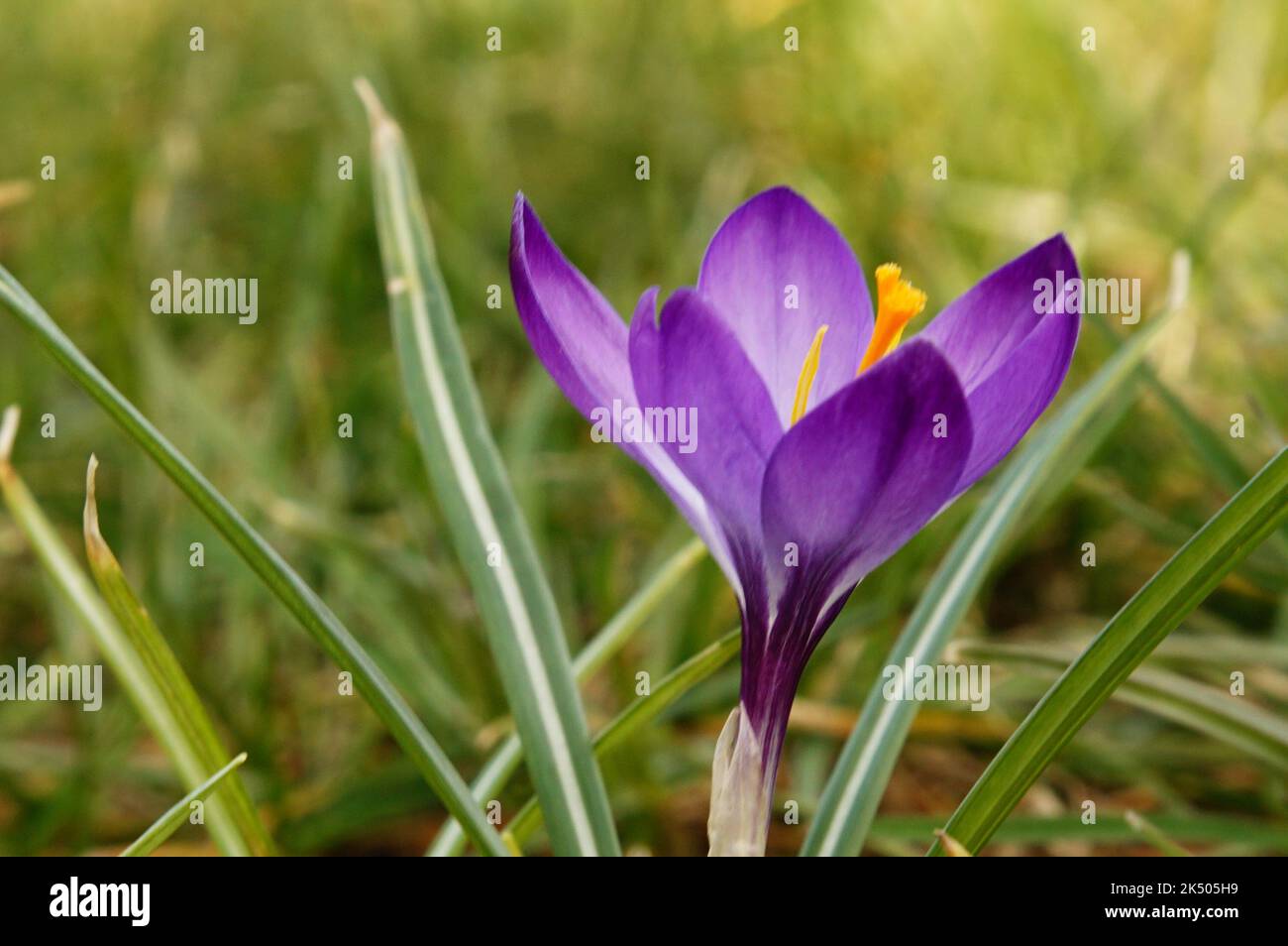 Krokuss Einzelblüte violett Stockfoto