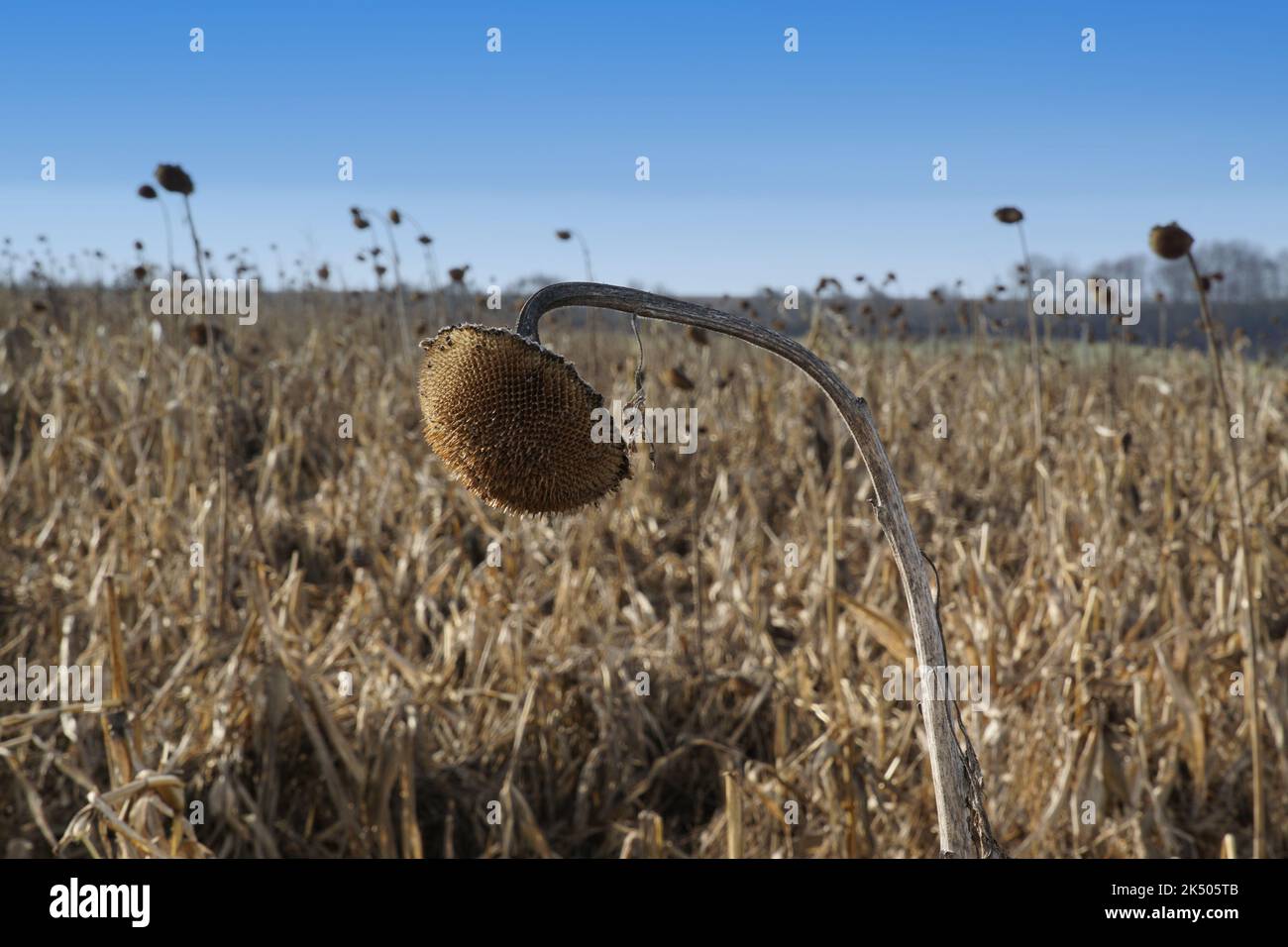 Nicht aberntetes Sonnenblumenfeld in Mainstockheim Stockfoto