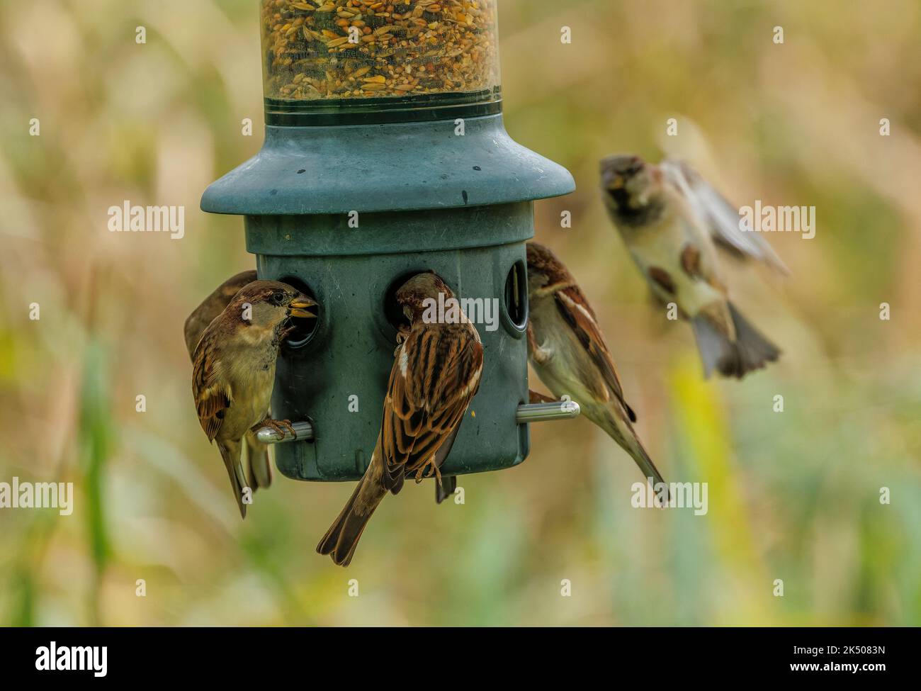 Hausspatzen, Passer domesticus, Fütterung am Gartenfutter, im Spätherbst. Stockfoto