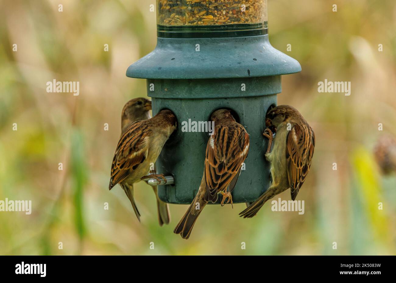 Hausspatzen, Passer domesticus, Fütterung am Gartenfutter, im Spätherbst. Stockfoto