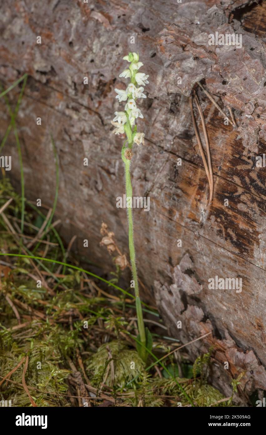 Schleichende Frauenherzen, Goodyera repens, blühen im Spätsommer im alten Caledonischen Kiefernwald. Stockfoto