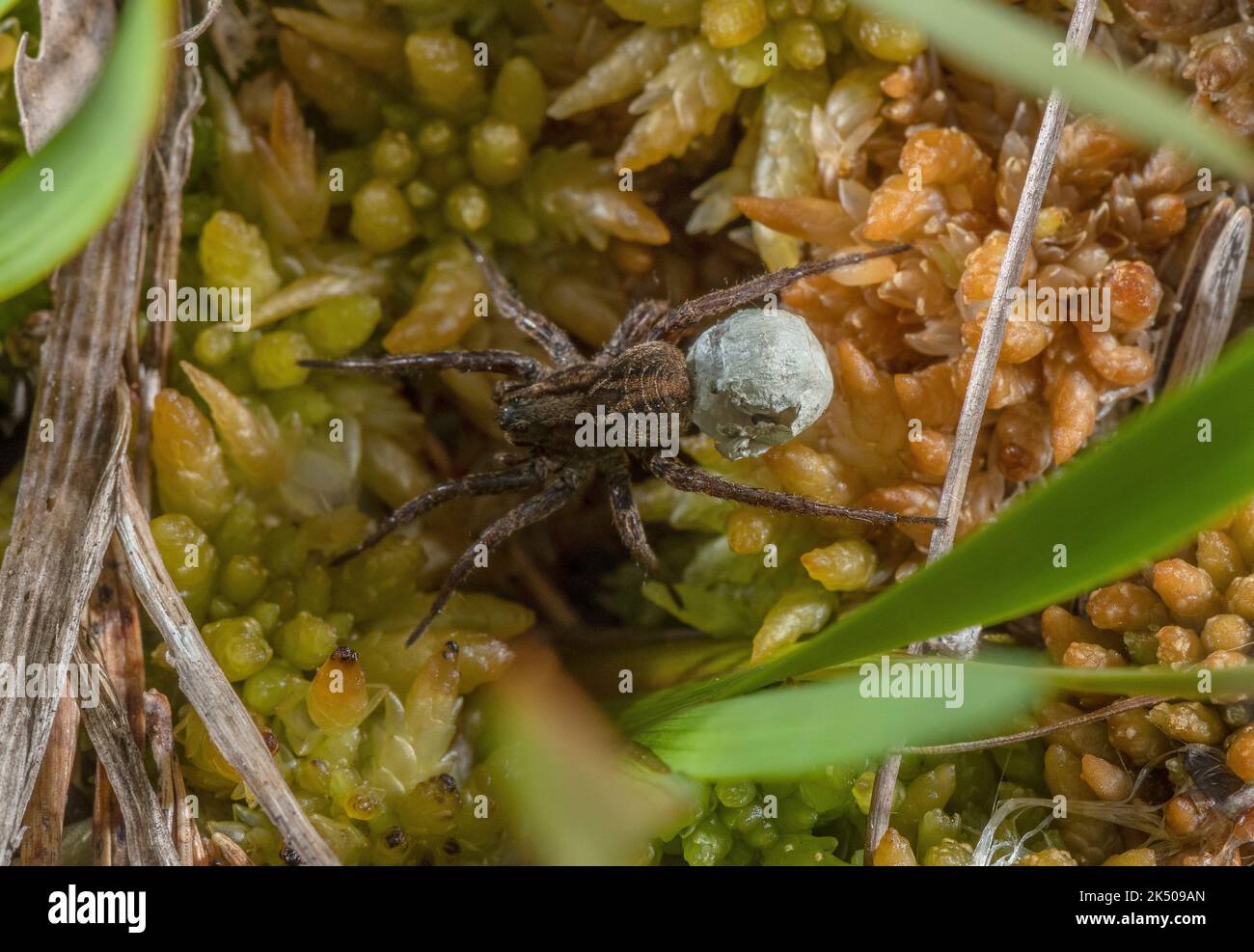 Weibliche Wolf-Spinne, Pardosa sp, mit Eiersack über Mooroberfläche, Spey Valley, Schottland. Stockfoto