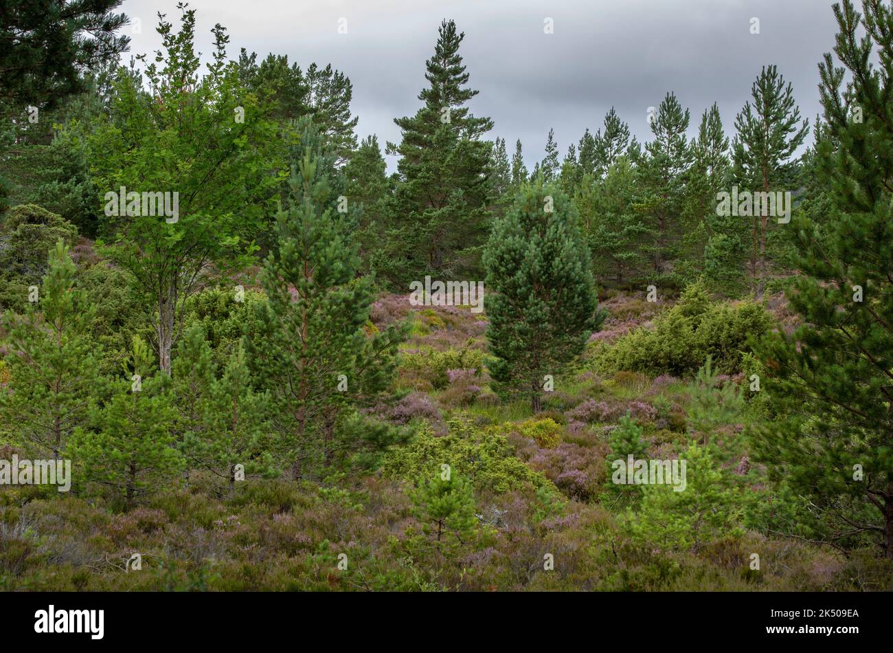 Junger gemischter schottischer Kiefernwald mit Wacholdern und Heidekraut auf dem Rothiemurchus-Anwesen, Speyside, Cairngorms, Schottland. Stockfoto