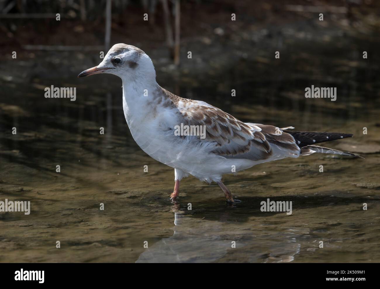 Unreife Schwarzkopfmöwe, Chroicocephalus ridibundus, füttert in der flachen Küstenlagune. Dorset. Stockfoto