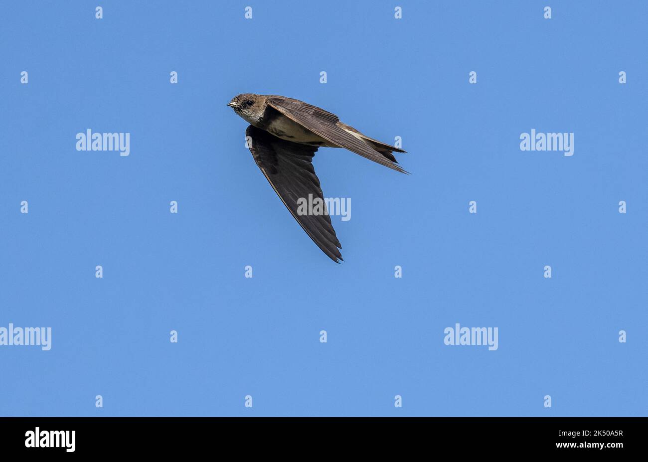 Sand martin, Riparia riparia, im Flug um die Brutstätte, Hampshire. Stockfoto
