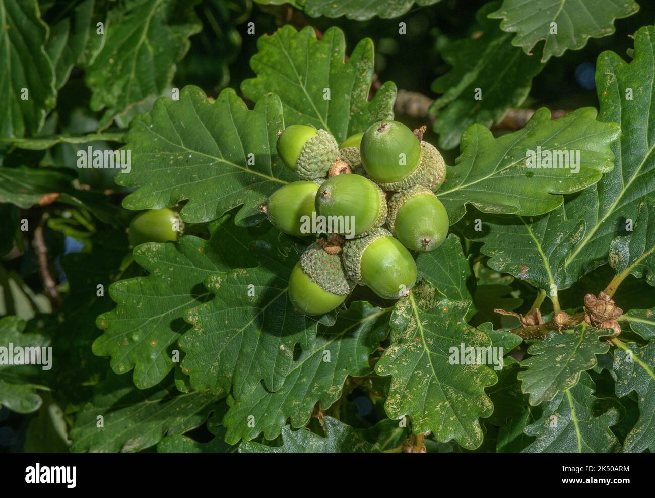 Gruppe von Eicheln aus Eiche, Quercus petraea, im Spätsommer reifend. Stockfoto