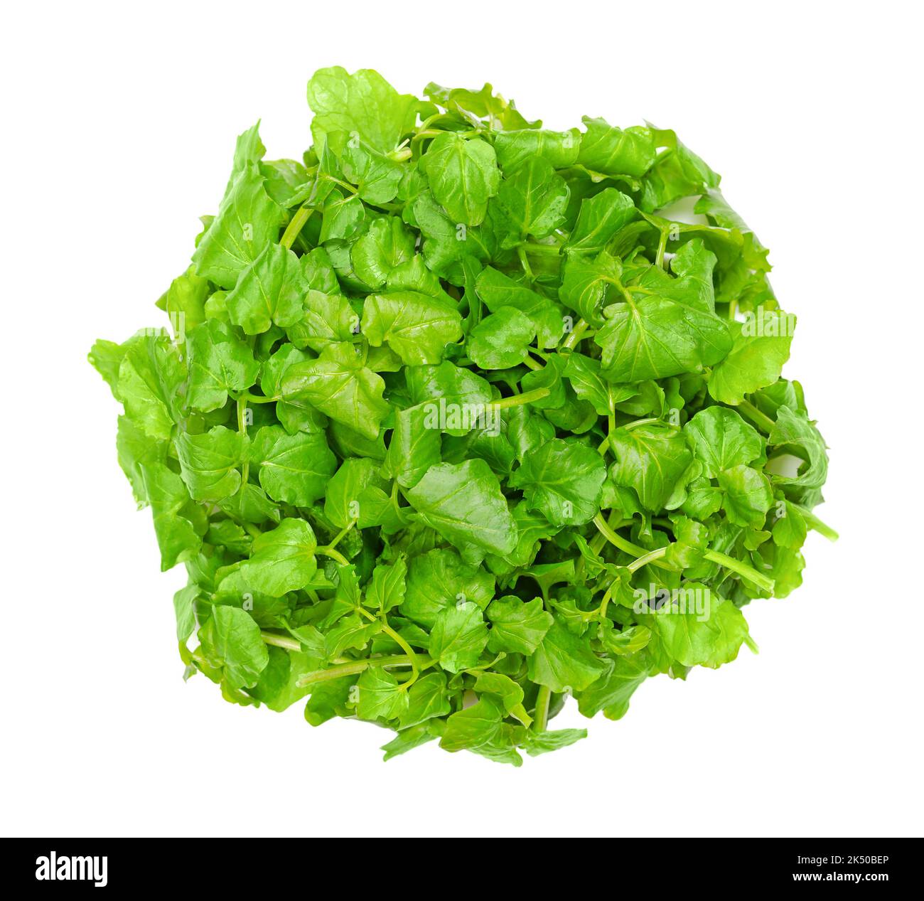 Brunnenkresse, Gelbkresse, von oben. Frische, rohe und grüne Blätter von Nasturtium officinale, einer wasserblühenden Pflanze mit pikantem Geschmack. Stockfoto