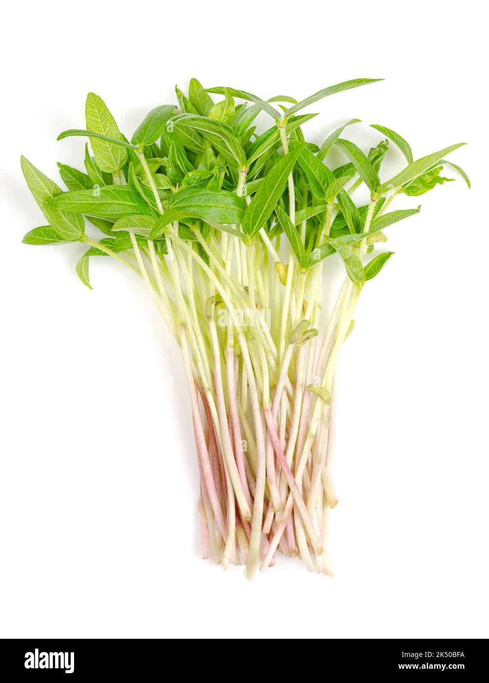 Mungbohne-Microgreens, ein Haufen frischer und roher Triebe von Vigna radiata, von oben. Auch bekannt als Green gram, maash, Moong Beans, Monggo oder Munggo. Stockfoto
