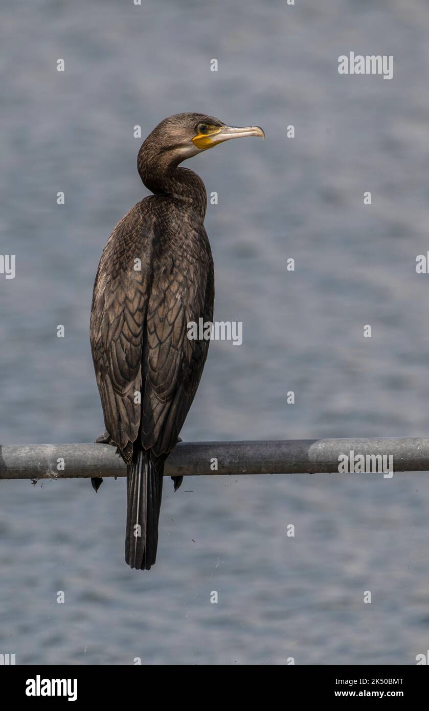 Adulter Kormoran, Phalacrocorax carbo, auf Geländer gehockt. Stockfoto