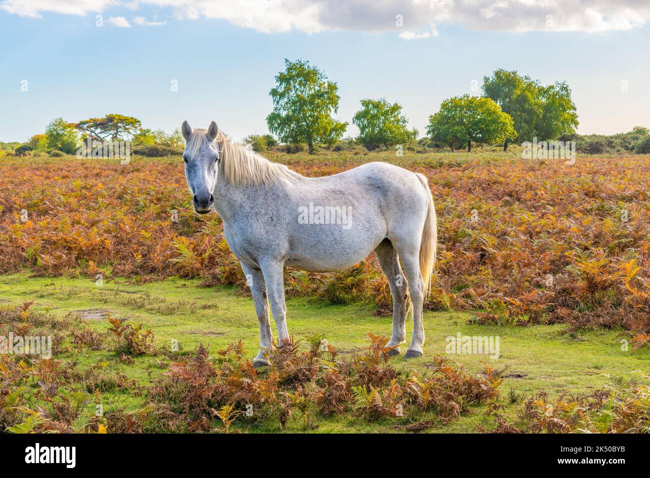 Ein New Forest Pony streift frei im Nationalpark in Hampshire, England Stockfoto