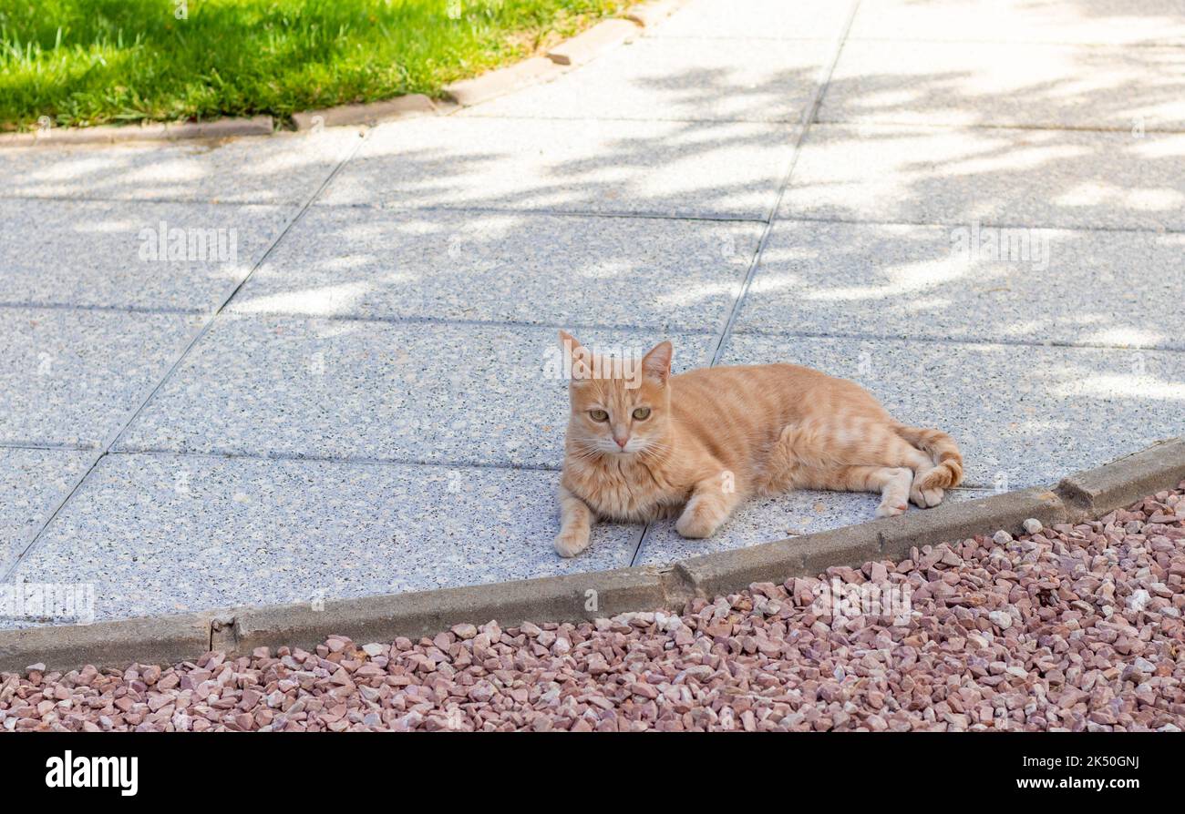 Junge süße beige Katze mit grünen Augen auf dem Bürgersteig liegend entspannt unter dem Schatten eines Baumes im Freien Stockfoto