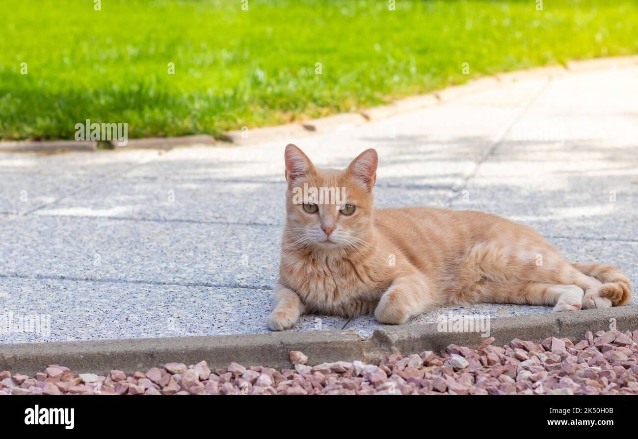 Schöne beige Katze mit grünen Augen, die zur Kamera schaut, während sie sich im Freien mit Kopierraum hinlegt Stockfoto