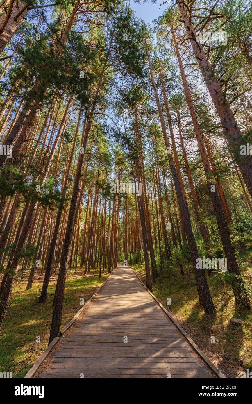 Idyllischer Holzpfad zwischen Pinien in Serranía de Cuenca, Spanien Stockfoto