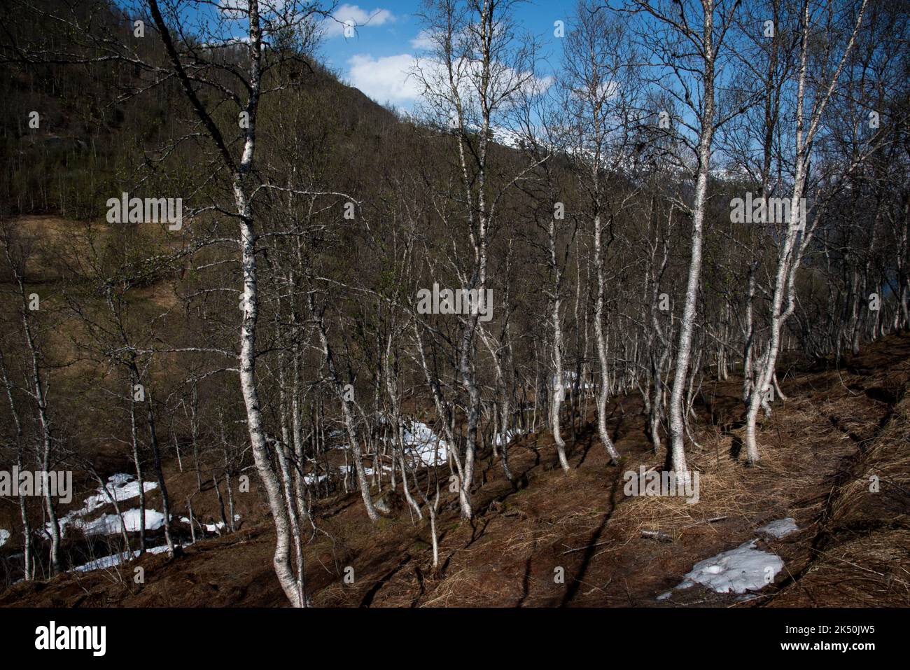 Grüner Birkenwald in einem felsigen Gebirge in der Gemeinde Sørfold in der norwegischen Provinz Nordland. Stockfoto