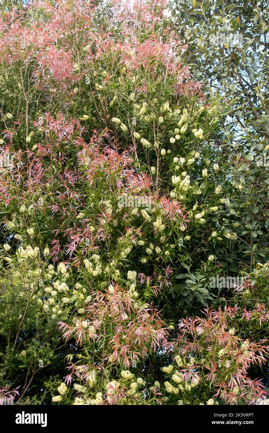Australische weiße Flaschenbürste, Callistemon salignus, im Frühjahr. Weiße Blüten und neue rosa Blätter, ältere grüne Blätter. Queensland Garden. Stockfoto