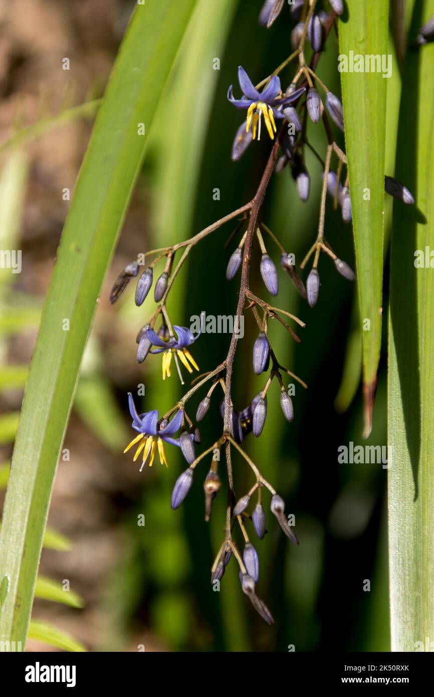 Zarte blaue und gelbe Blüten der australischen Blauen Flachslilie (Dianella revoluta) im privaten Garten von Queensland. Frühling. Stockfoto