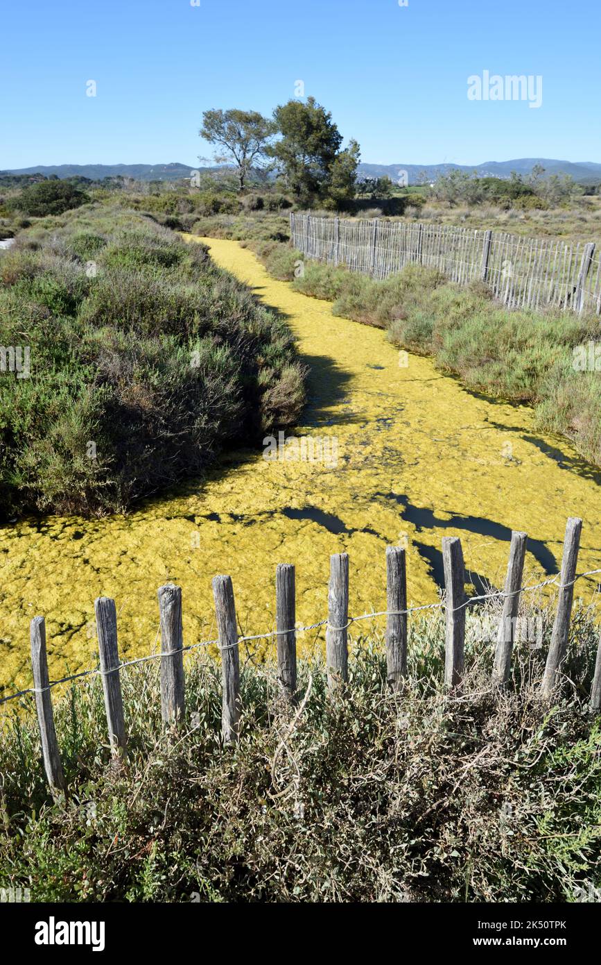 Grüne Wasseralgen, Algenblüte, Spirogyra oder grüner Abschaum im Wasserkanal des Salins d'Hyères Naturschutzgebiets & Stake & Wire Timber Fence Hyères France Stockfoto