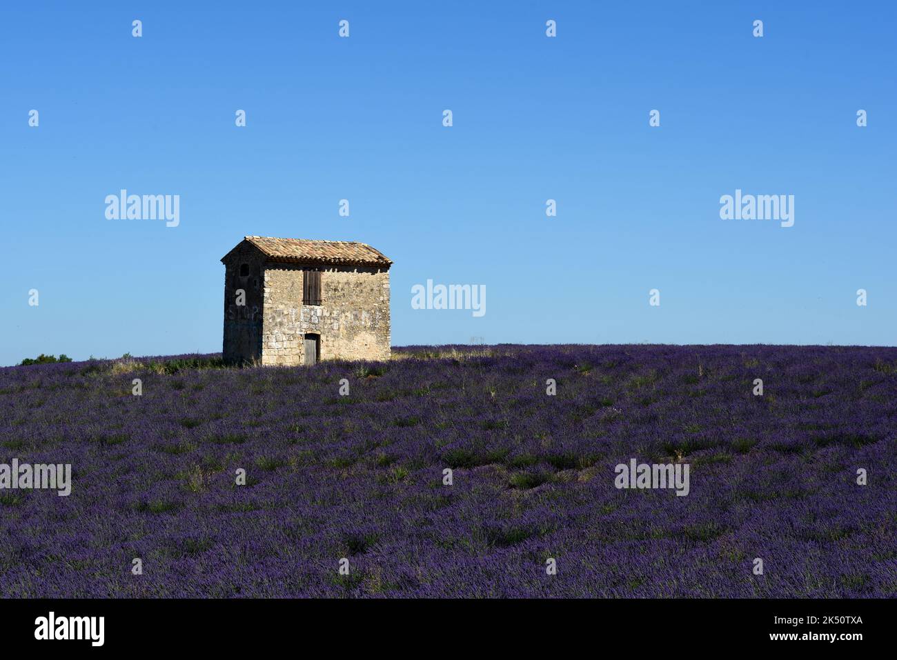 Kleines Haus, Hütte oder Cabanon zwischen den Lavendelfeldern des Valensole Plateau Provence Frankreich Stockfoto