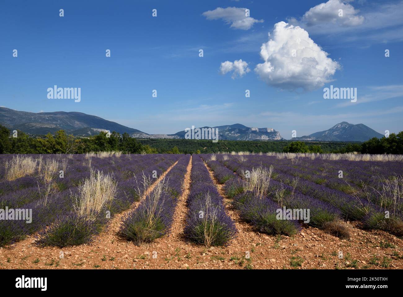 Reihen von Lavendel- und Lavendelfeldern auf dem Plateau von Valensole mit den unteren Alpen im Hintergrund Provence Frankreich Stockfoto