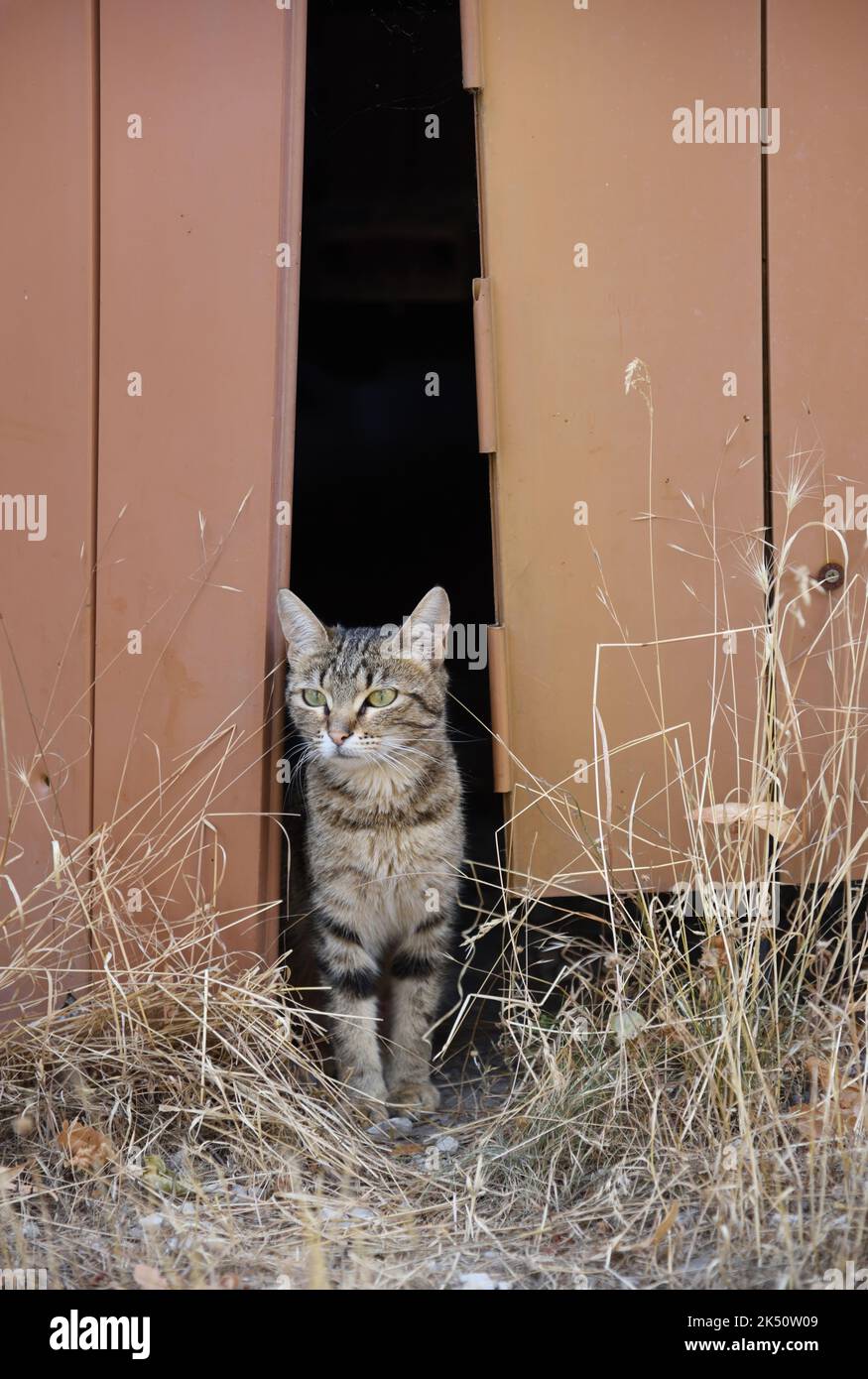 Porträt der Tabby-Katze, die durch die alte Garagentür gucken Stockfoto