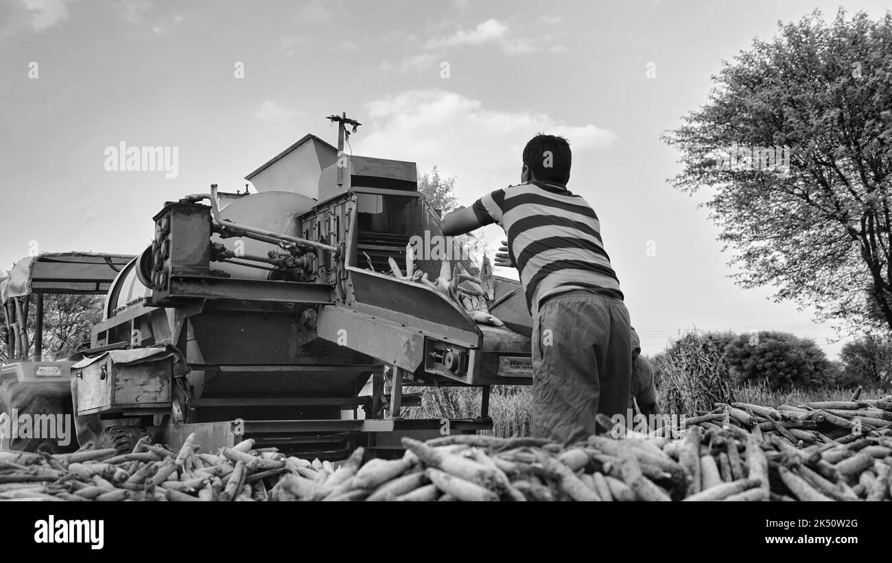 15. August 2022, Sikar, Indien. Getreidemaschinen mit Dreschmaschine. Traktor mit Dreschmaschine Nahaufnahme in der Landwirtschaft Feld. Stockfoto