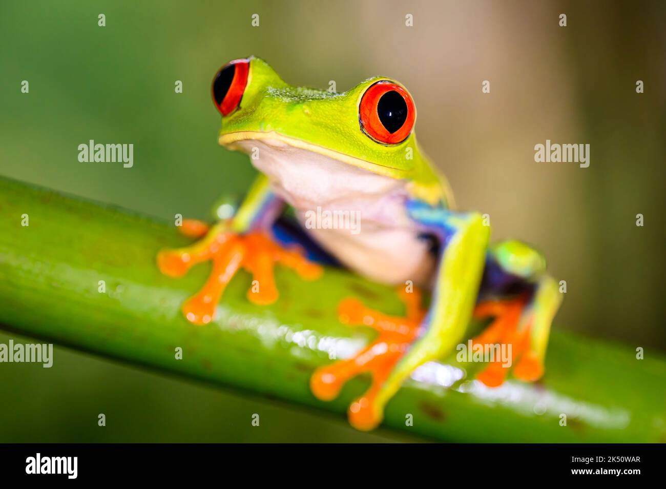 Rotäugiger Baumfrosch (Agalychnis callidyas), der auf einem Zweig in Costa Rica sitzt. Stockfoto