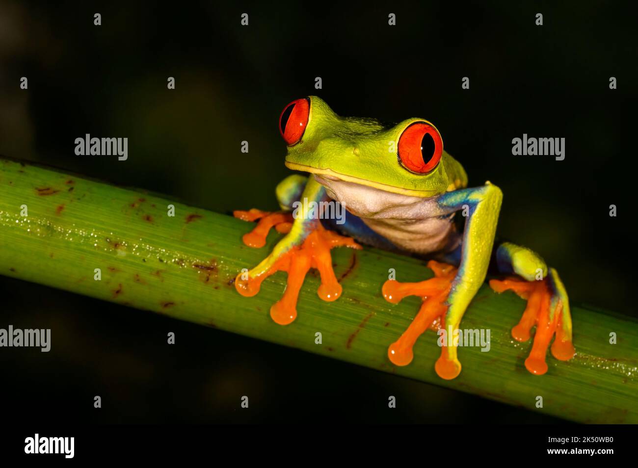 Rotäugiger Baumfrosch (Agalychnis callidyas), der nachts auf einem Ast sitzt und die Kamera anschaut, Costa Rica. Stockfoto