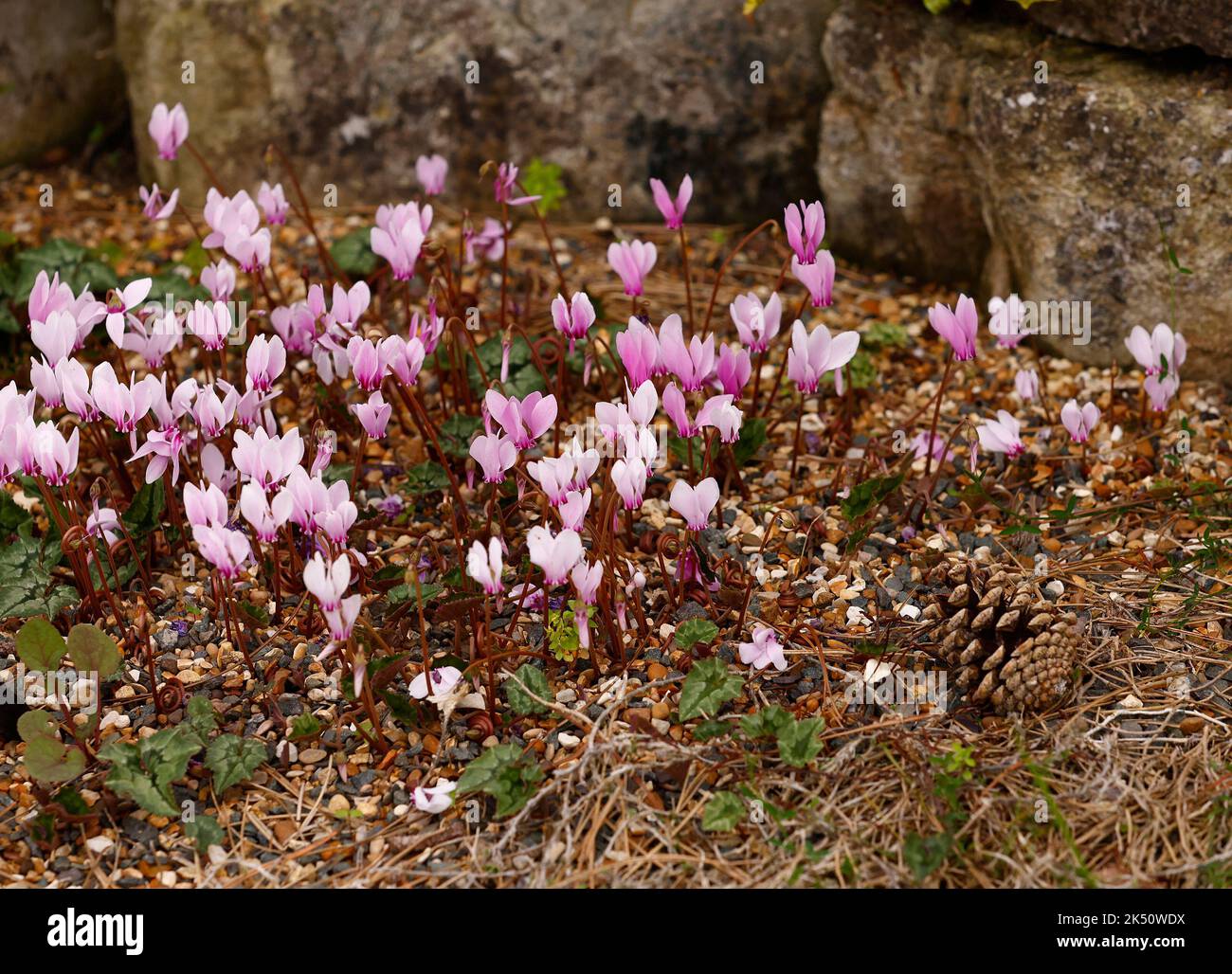 Nahaufnahme einer Gruppe von blühenden Birnen Cyclamen hederifolium im Spätsommer und Herbst im Garten Stockfoto