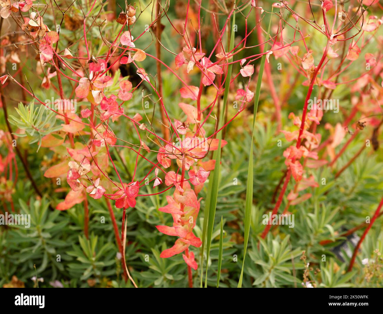 Nahaufnahme der Substrauch-Gartenpflanze Eforbia barrelieri oder Jungle Dragon eine winterharte Staude mit orange roter Farbe im späteren Sommer und Herbst. Stockfoto