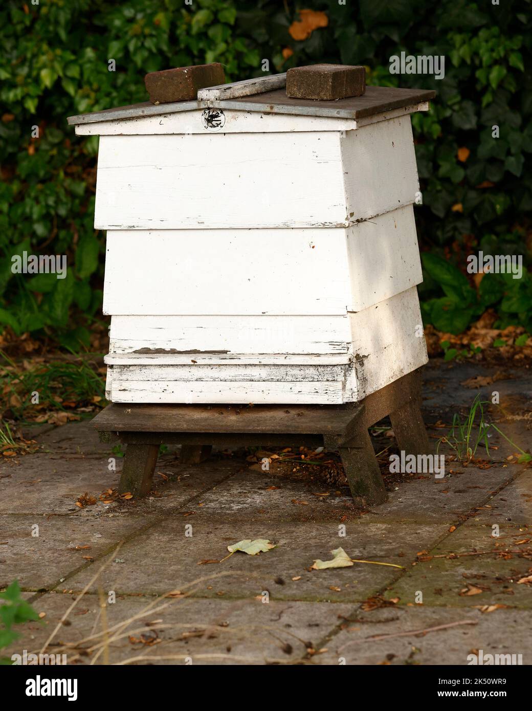 Nahaufnahme eines menschengemachten, weiß bemalten Bienenstocks aus Holz, der im Spätsommer im Garten in Großbritannien gesehen wurde. Stockfoto