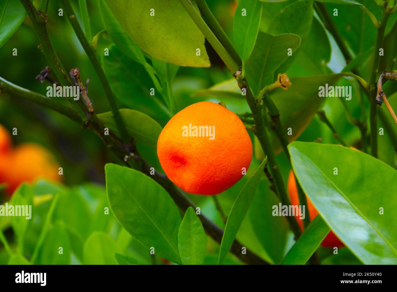 Eine Nahaufnahme einer leuchtend saftigen Mandarinenfrucht auf einem grünen Ast Stockfoto