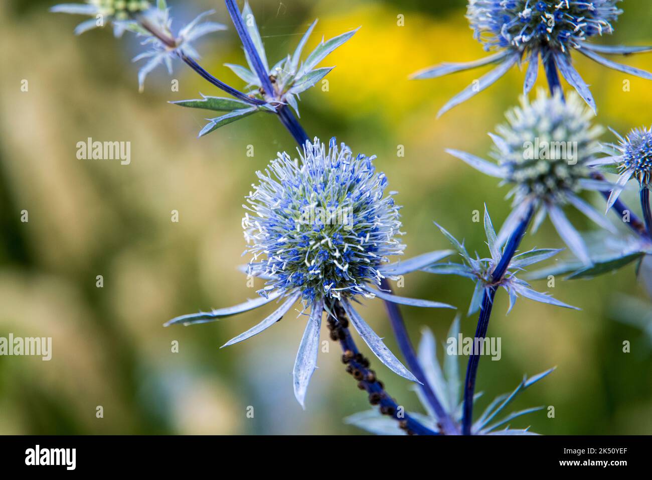 Eryngium planum Stockfoto
