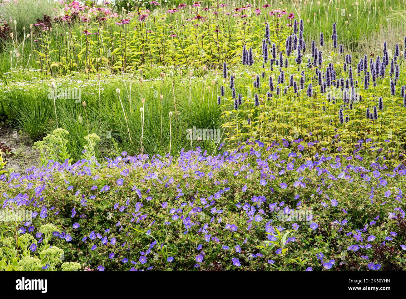 Pflanzenkombination aus Geranium 'Rozanne', Echinacea, Agastache 'Black ...