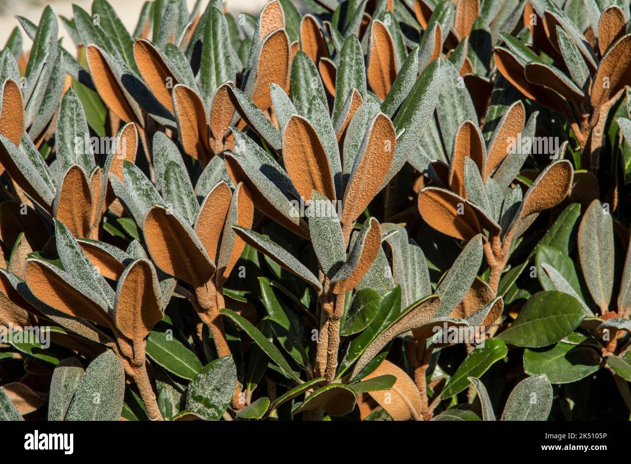 Blätter von Rhododendron buravii 'Teddybär' Stockfoto