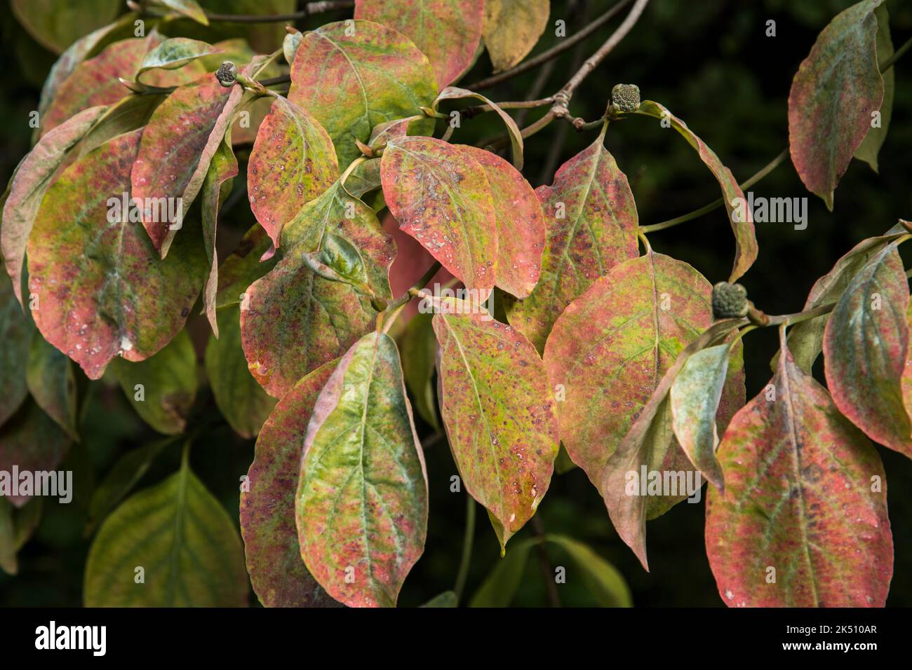 Der Baum Cornus 'Ascona' (C. florida x C. nuttallii) Stockfoto