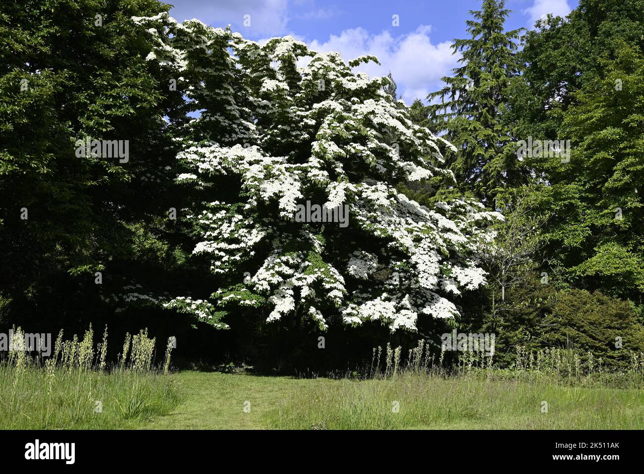 Japanischer Hundelbaum Stockfoto