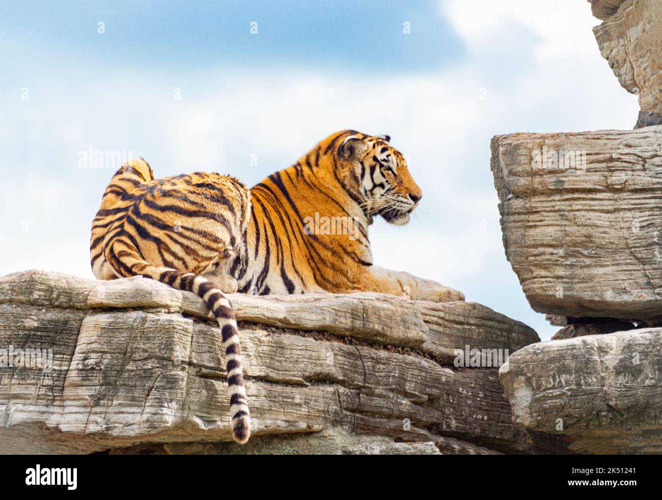 Ein bengalischer Tiger im Shanghai Wildlife Park Stockfoto