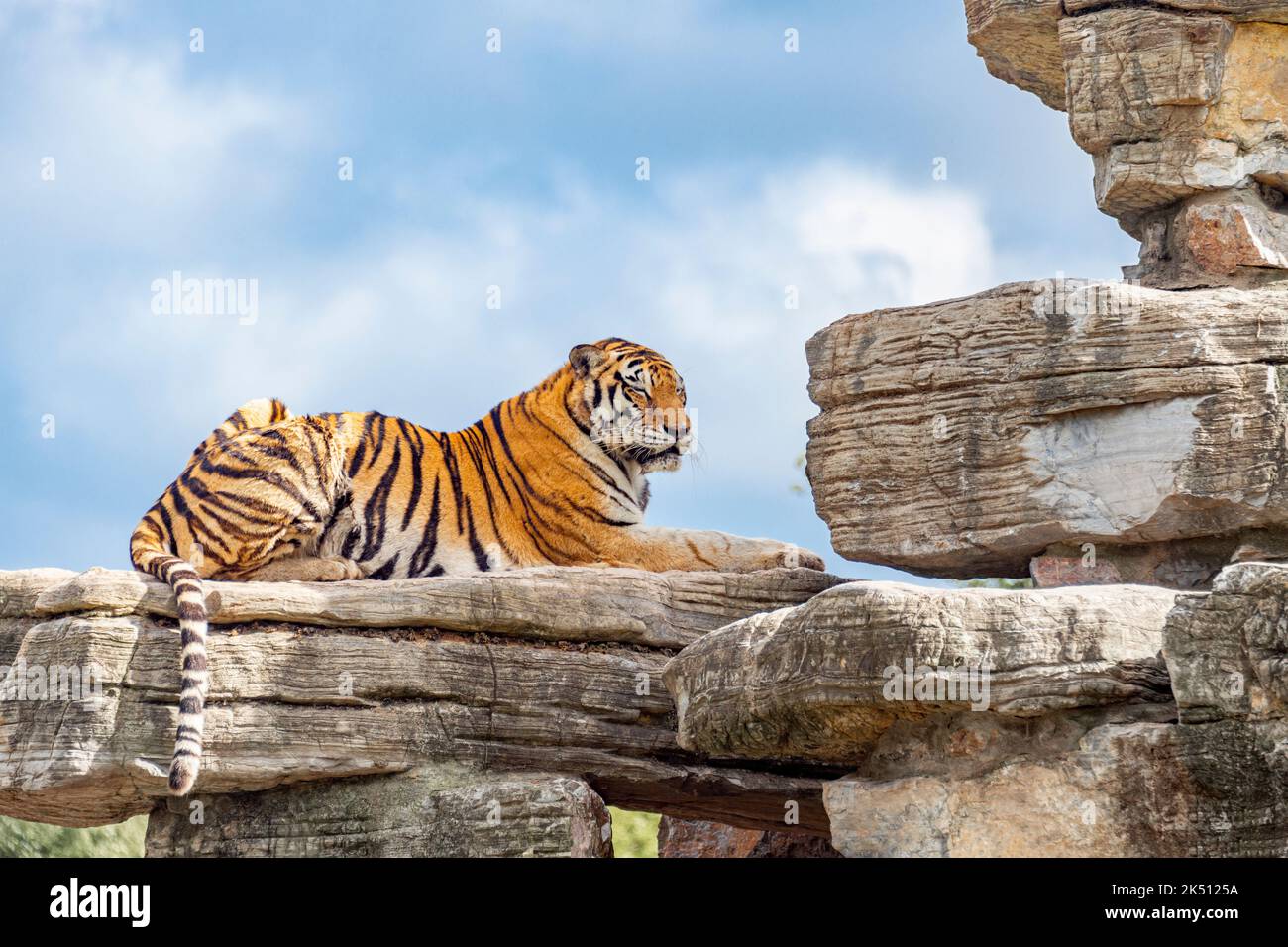 Ein bengalischer Tiger im Shanghai Wildlife Park Stockfoto