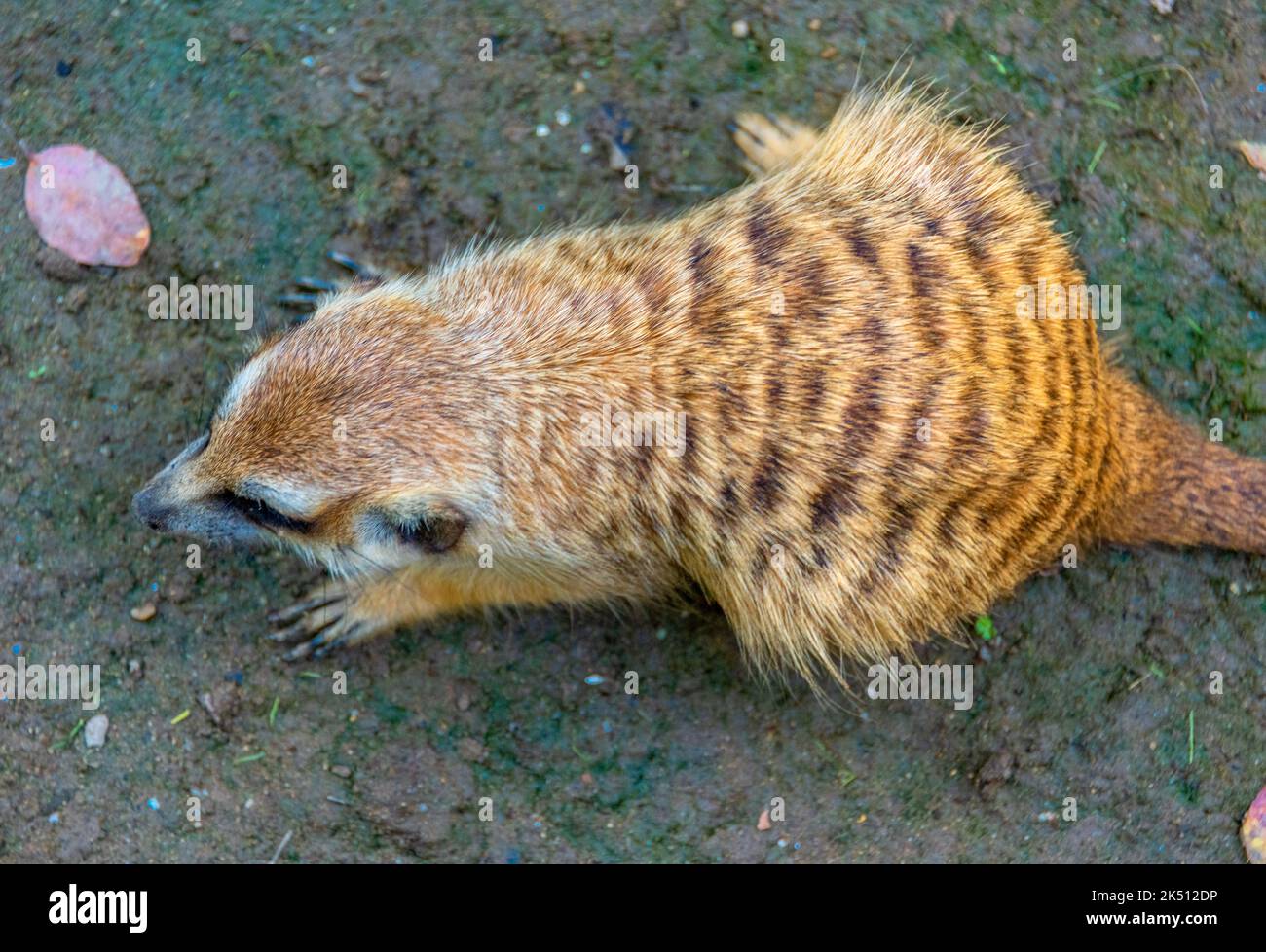 Erdmännchen, soziale Tiere in Wildparks Stockfoto