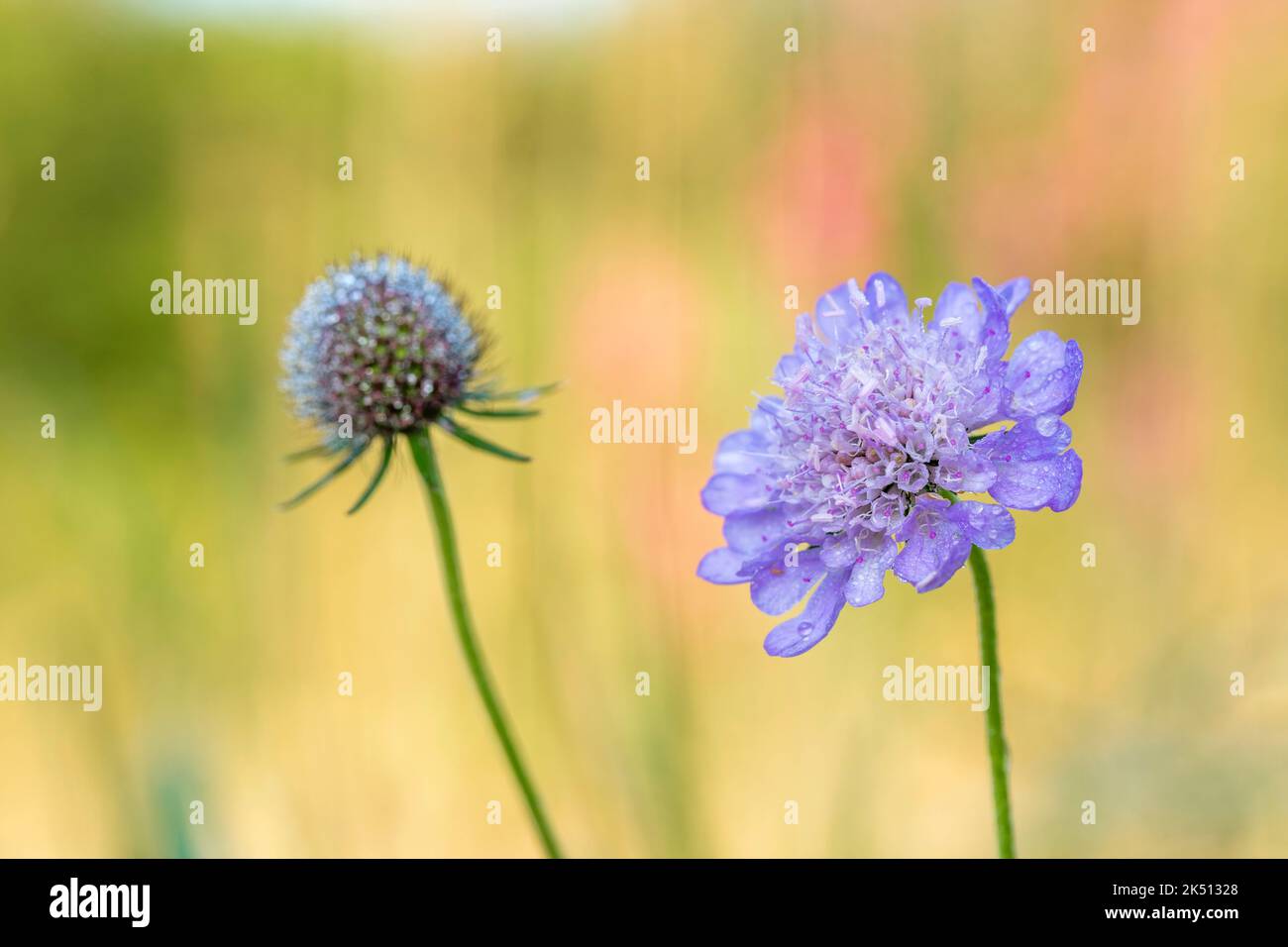 Feldschaber; Knautia arvensis; Blume und Seedhead; Großbritannien Stockfoto