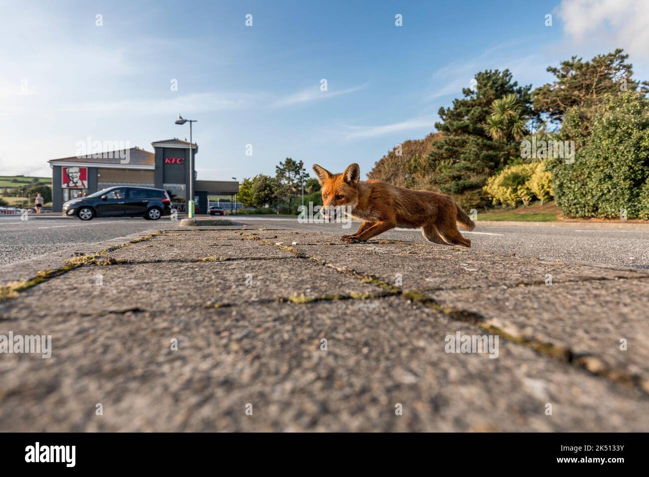 Fox; Vulpes vulpes; Scavenging bei KFC; Großbritannien Stockfoto