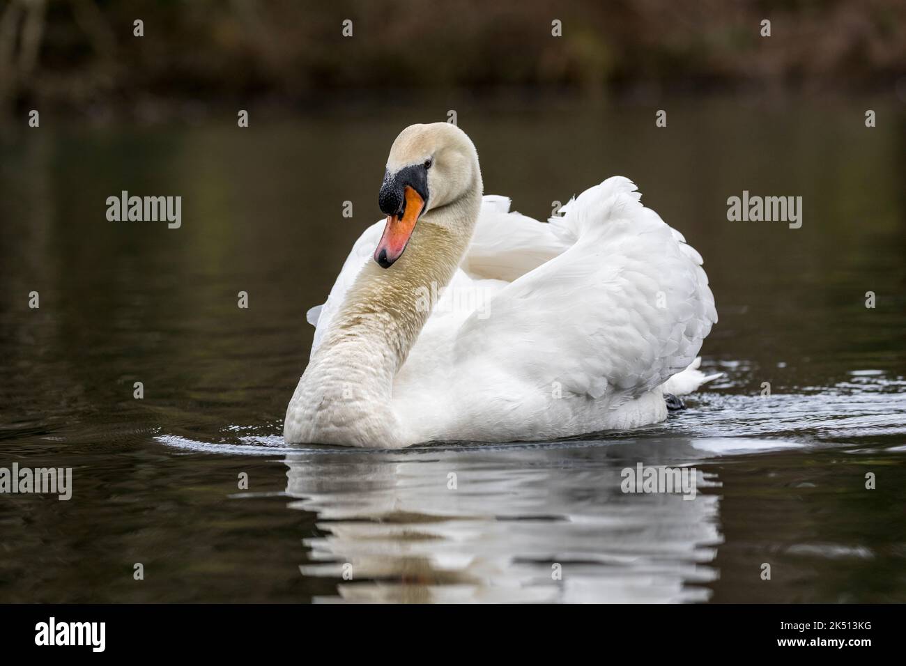 Stumm Schwan; Cygnus olor; Männlich; Großbritannien Stockfoto