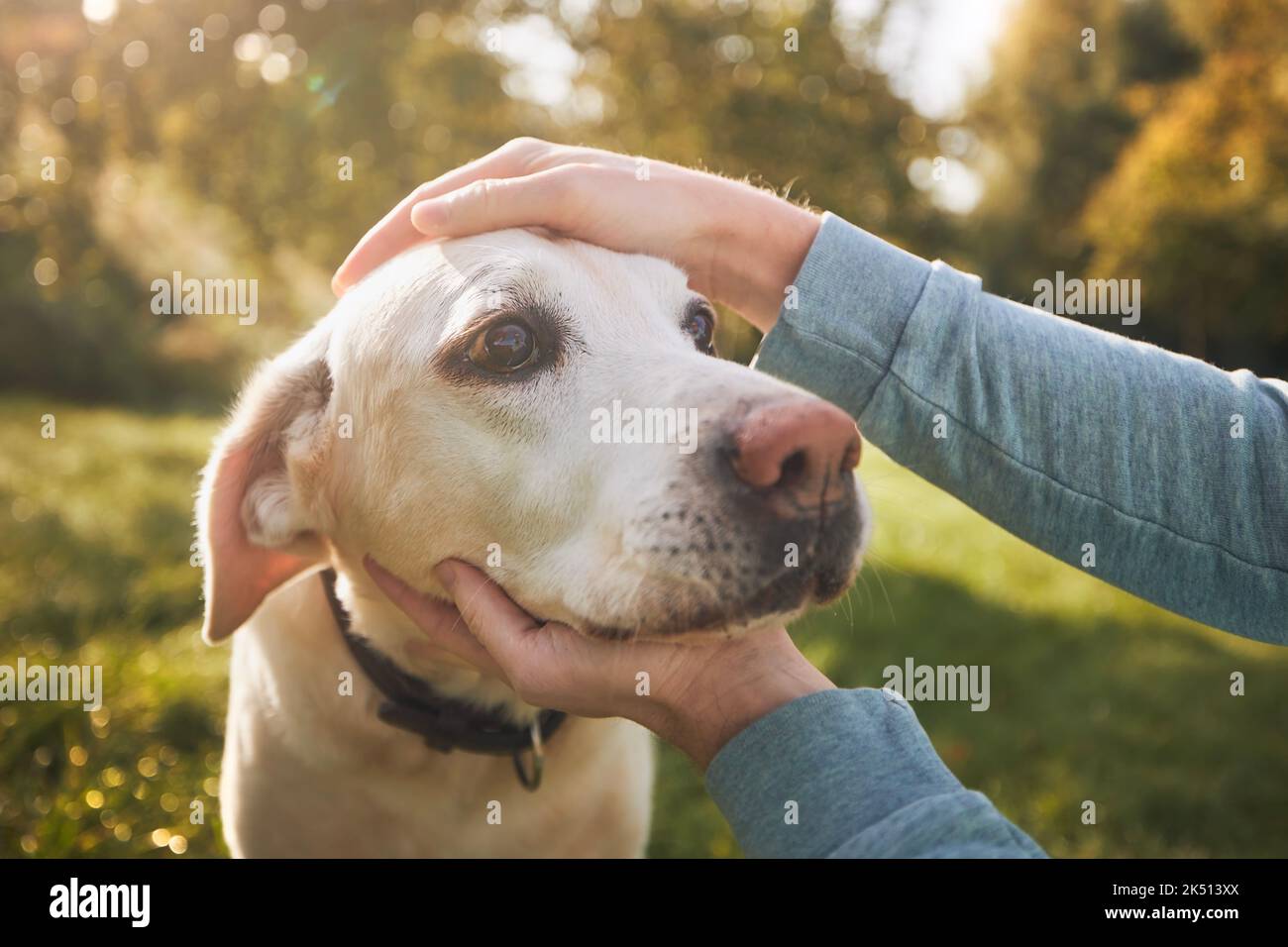 Mann streichelte seinen alten Hund während des sonnigen Herbsttages. Der loyale labrador Retriever schaut zu seinem Besitzer. Stockfoto