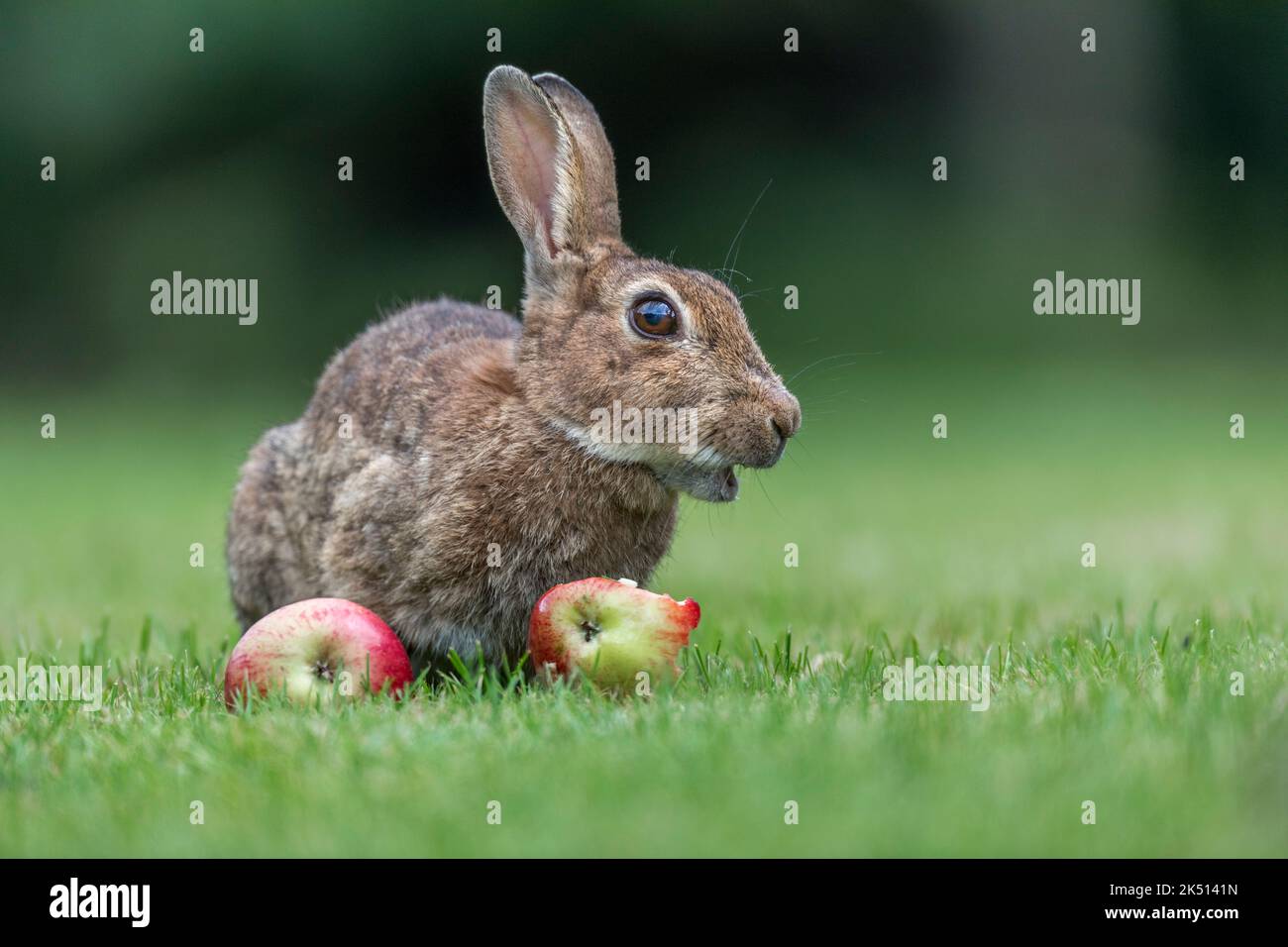 Kaninchen; Oryctolagus cuniculus; Apfel essen; Großbritannien Stockfoto