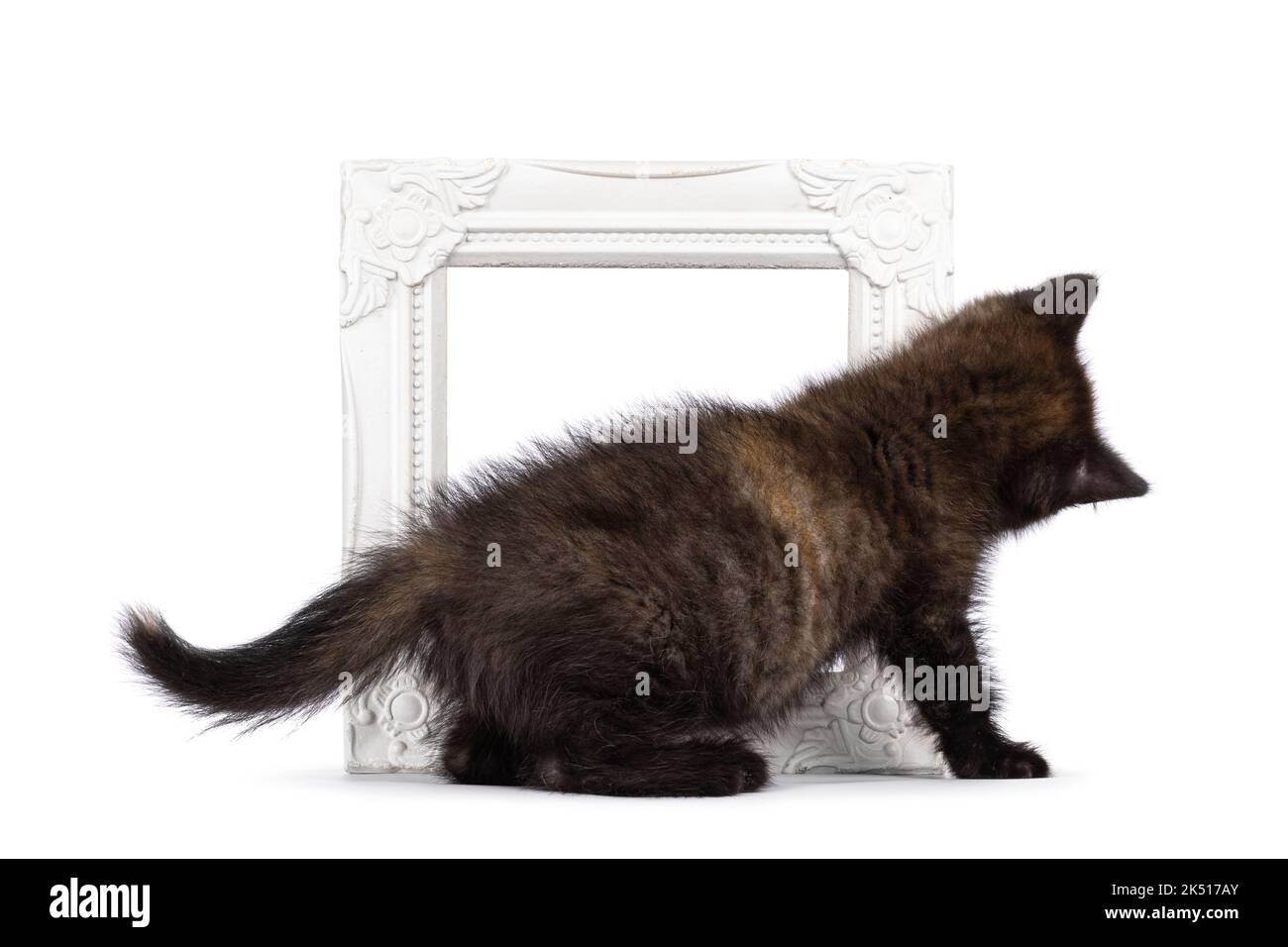 Sehr winziges neugieriges kleines schildpatt britisches Kurzhaar-Kätzchen, das mit Bilderrahmen spielt. Kein Gesicht. Isoliert auf weißem Hintergrund. Stockfoto