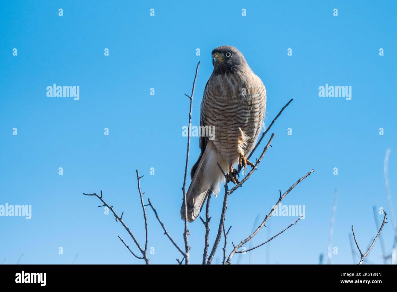 Roadside Hawk.Rupornis magnirostris,calden Forest,Provinz La Pampa.Patagonien Argentinien Stockfoto