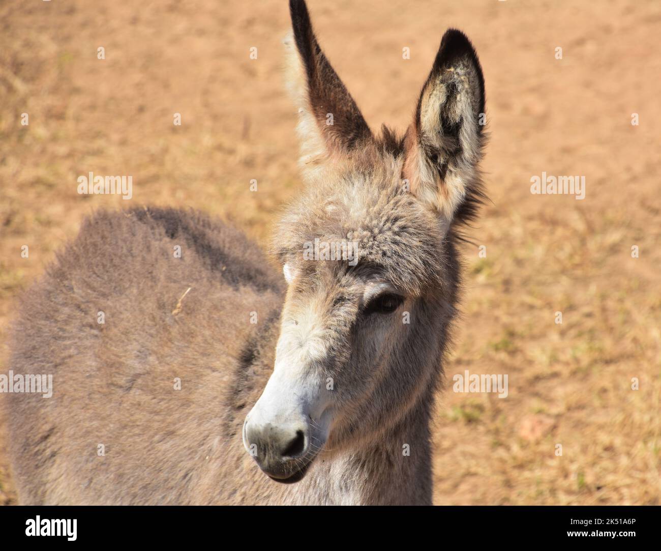 Sehr niedlicher wilder Baby-Esel mit flauschigen Ohren und zotteligem Fell. Stockfoto