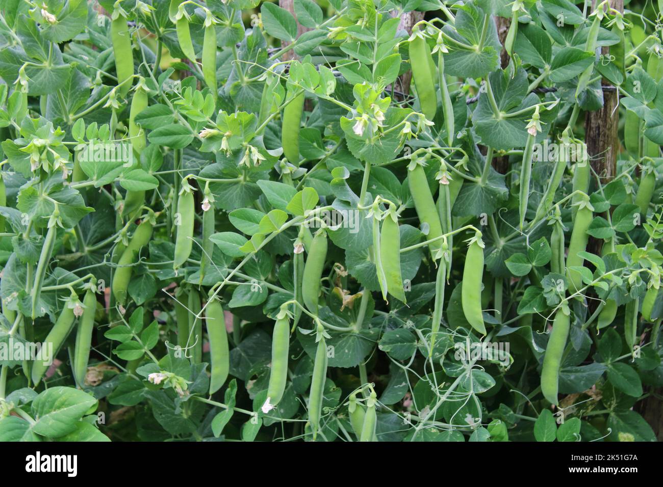 Kletternde Erbsen im Garten Stockfoto