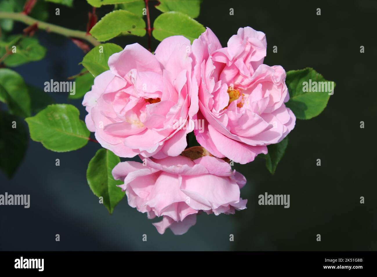 Rosa Rose blüht über dunklem Wasser Stockfoto